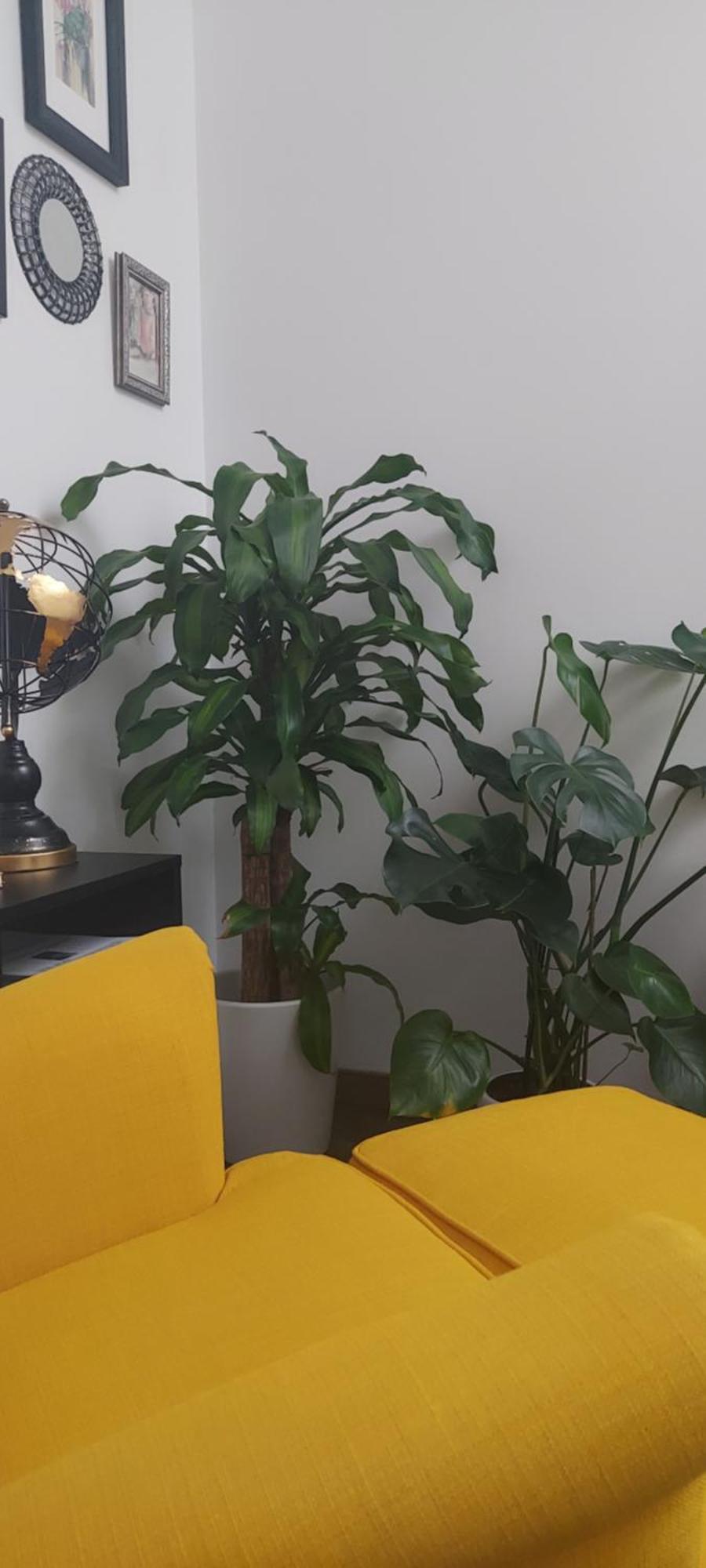 Apartamentos Los Descalzos Free Parking Ρόντα Εξωτερικό φωτογραφία